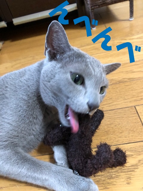 f:id:LoveRussianBlue:20190521213205j:plain
