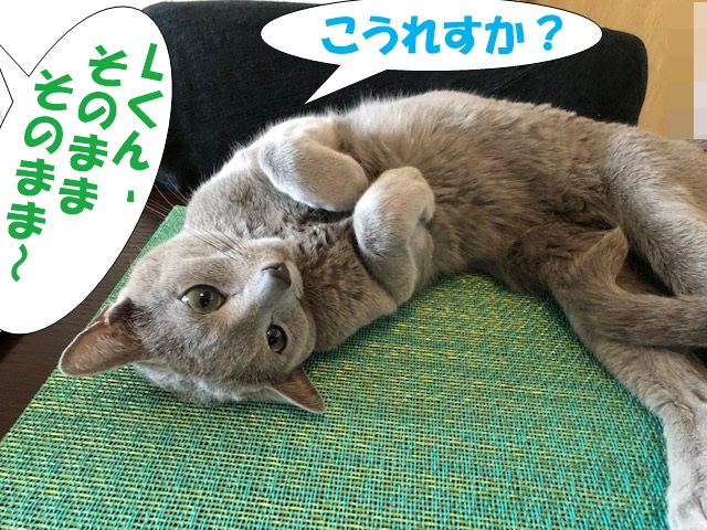 f:id:LoveRussianBlue:20190521221635j:plain