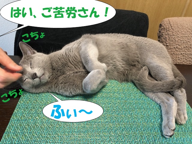 f:id:LoveRussianBlue:20190521222238j:plain