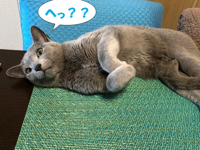 f:id:LoveRussianBlue:20190521222556j:plain
