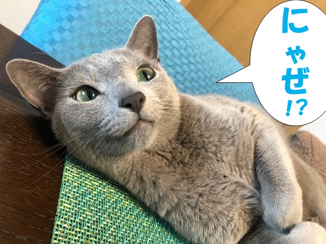 f:id:LoveRussianBlue:20190521222632j:plain