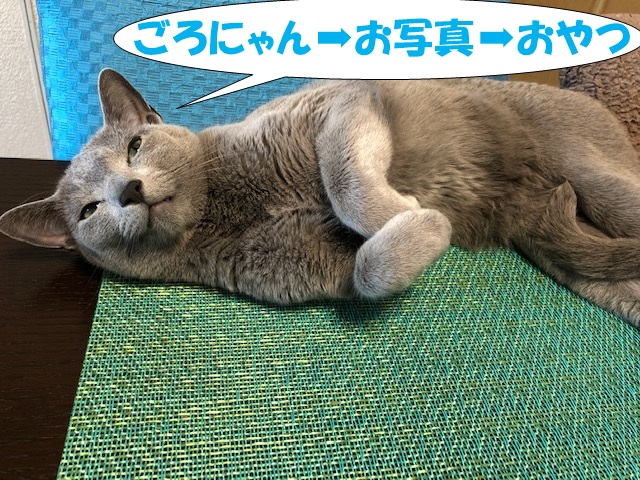 f:id:LoveRussianBlue:20190521222722j:plain