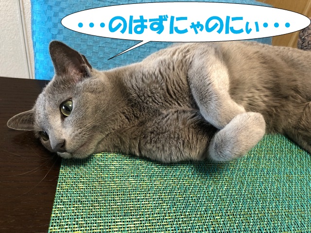 f:id:LoveRussianBlue:20190521222745j:plain