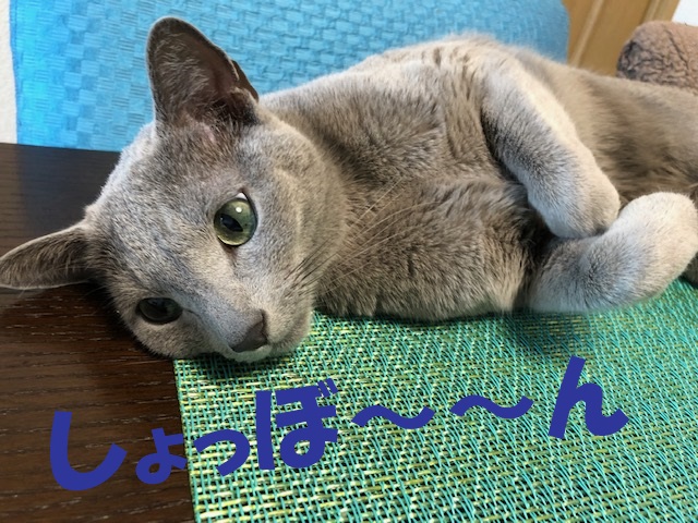f:id:LoveRussianBlue:20190521222809j:plain