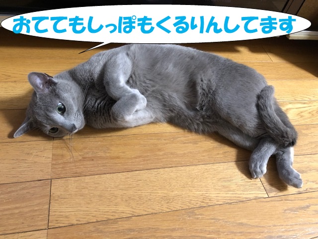 f:id:LoveRussianBlue:20190521223750j:plain