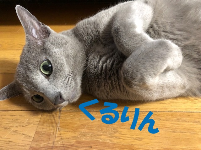 f:id:LoveRussianBlue:20190521223813j:plain