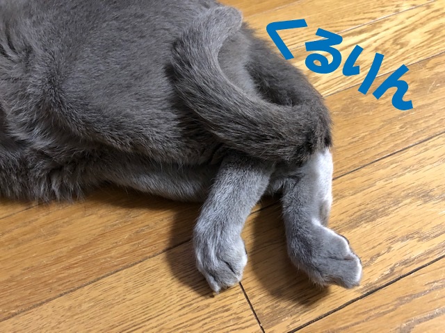 f:id:LoveRussianBlue:20190521223836j:plain