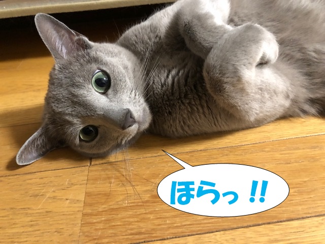 f:id:LoveRussianBlue:20190521223901j:plain