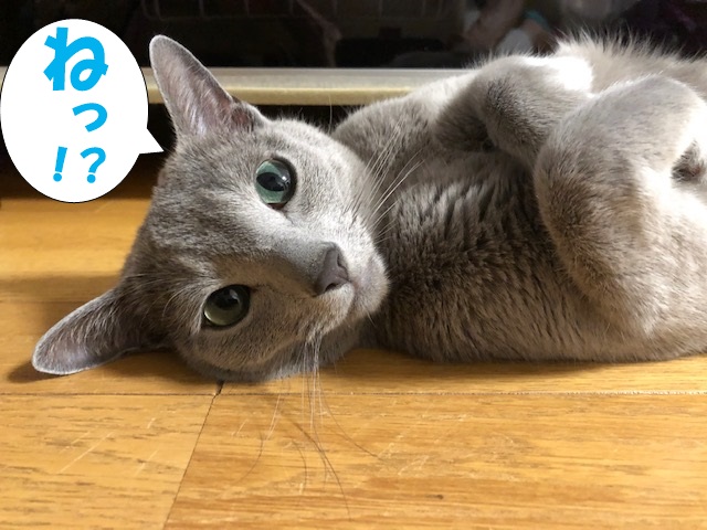 f:id:LoveRussianBlue:20190521223923j:plain
