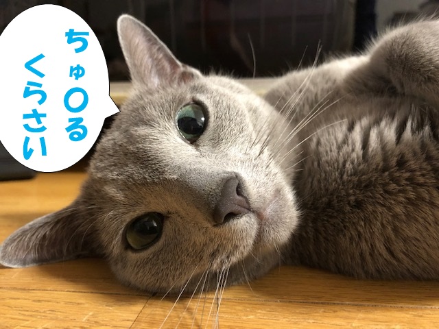 f:id:LoveRussianBlue:20190521223957j:plain