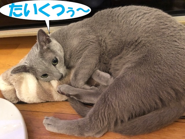 f:id:LoveRussianBlue:20190524172724j:plain