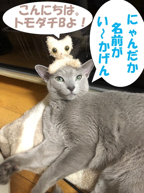 f:id:LoveRussianBlue:20190524172809j:plain