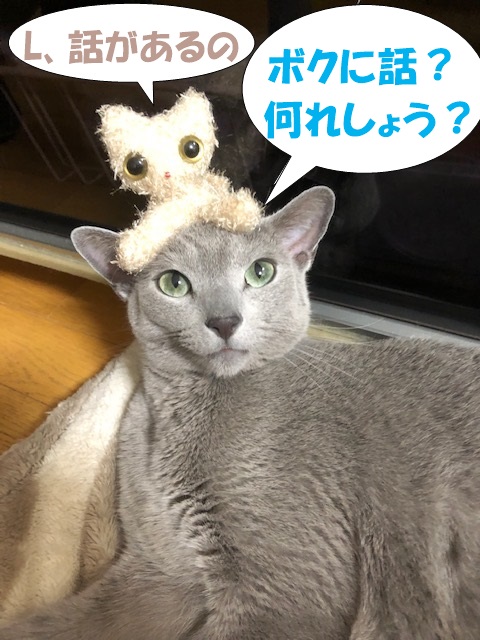f:id:LoveRussianBlue:20190524172938j:plain