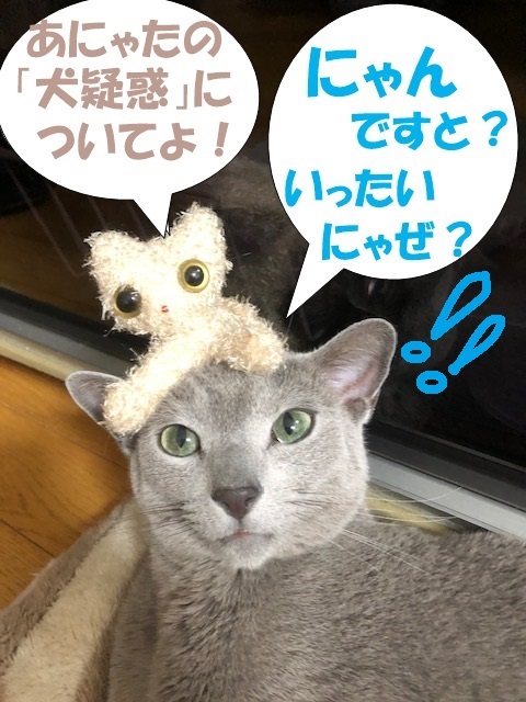f:id:LoveRussianBlue:20190524173103j:plain