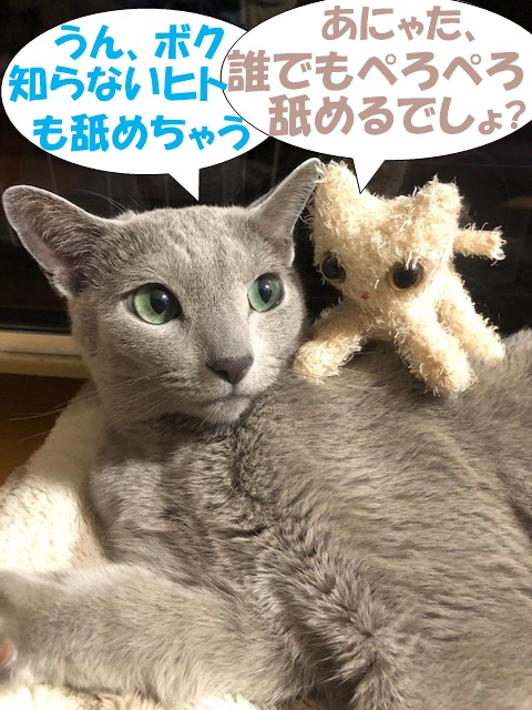 f:id:LoveRussianBlue:20190524173122j:plain