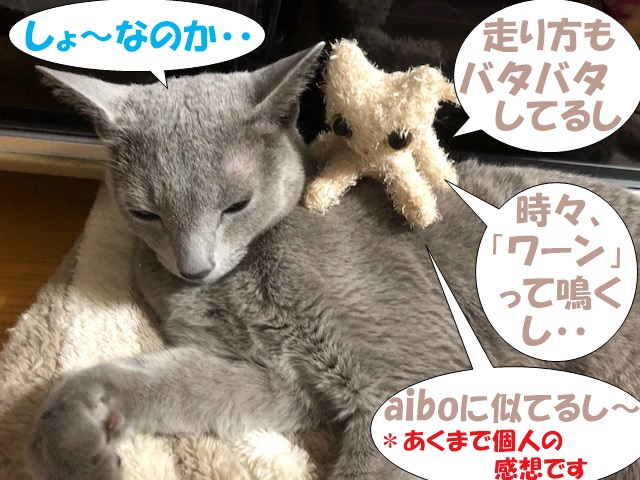 f:id:LoveRussianBlue:20190524173238j:plain