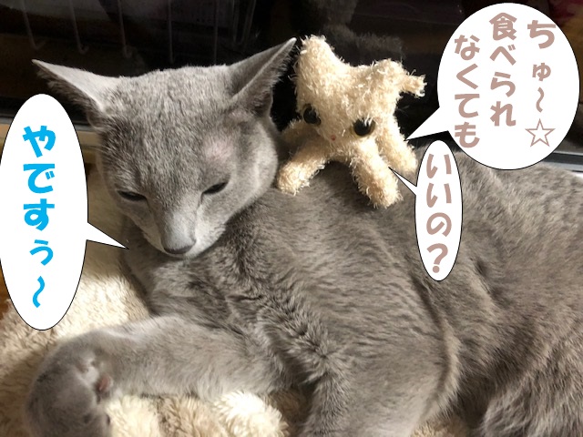 f:id:LoveRussianBlue:20190524175416j:plain