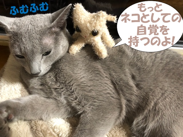 f:id:LoveRussianBlue:20190524175429j:plain