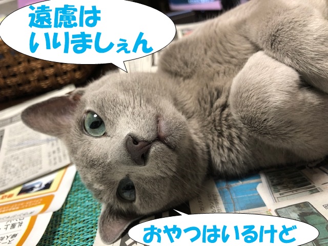 f:id:LoveRussianBlue:20190601160451j:plain
