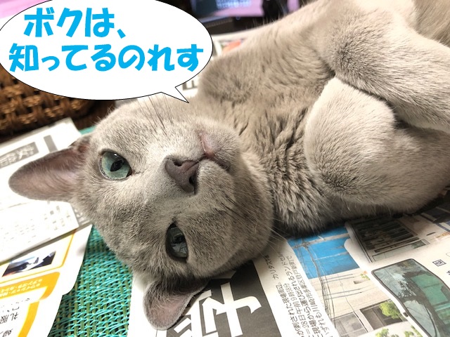 f:id:LoveRussianBlue:20190601161452j:plain