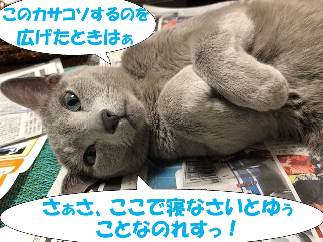 f:id:LoveRussianBlue:20190601161511j:plain