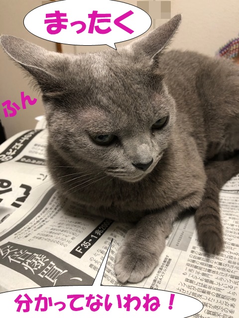 f:id:LoveRussianBlue:20190601164850j:plain