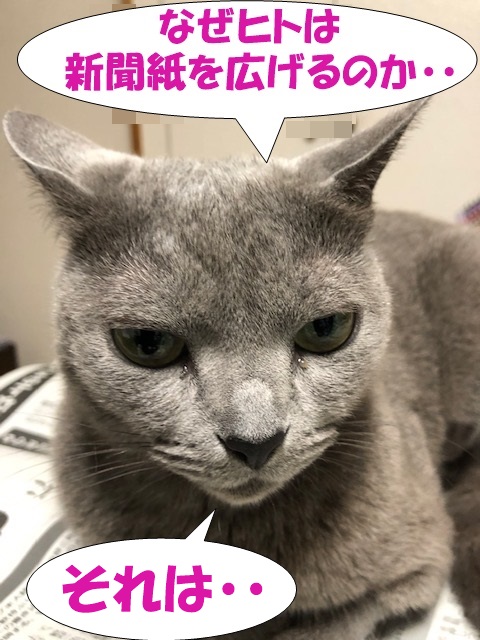 f:id:LoveRussianBlue:20190601164923j:plain