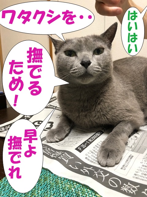 f:id:LoveRussianBlue:20190601164956j:plain