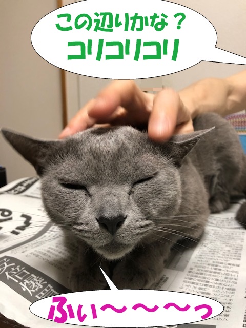 f:id:LoveRussianBlue:20190601165328j:plain