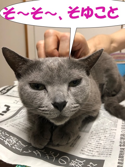 f:id:LoveRussianBlue:20190601165347j:plain
