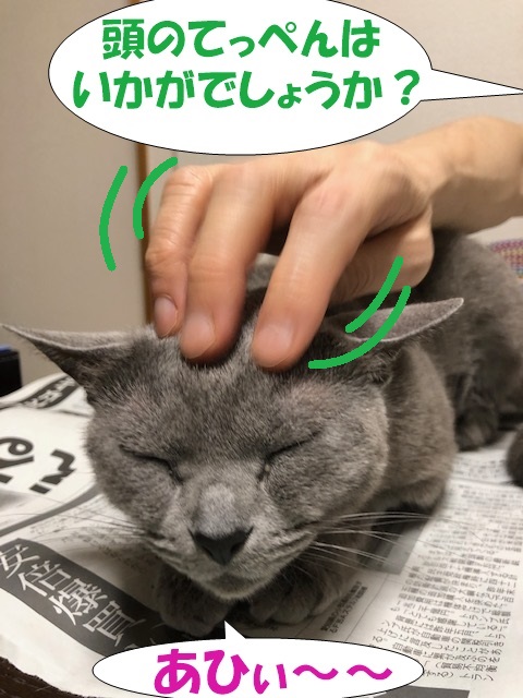f:id:LoveRussianBlue:20190601165425j:plain