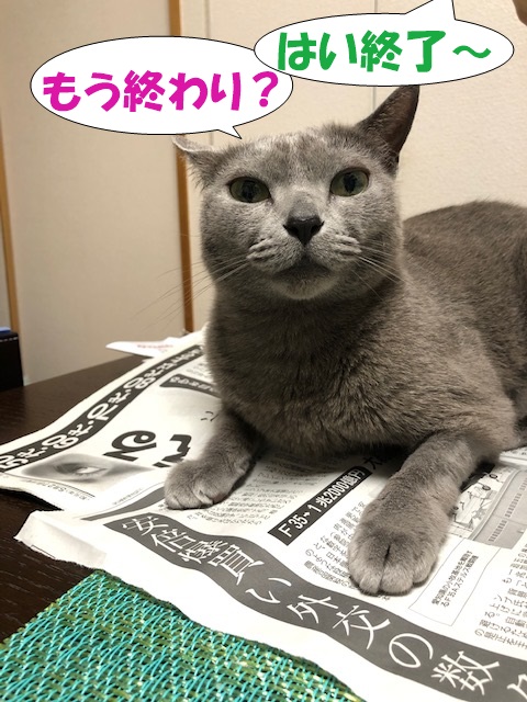 f:id:LoveRussianBlue:20190601165530j:plain