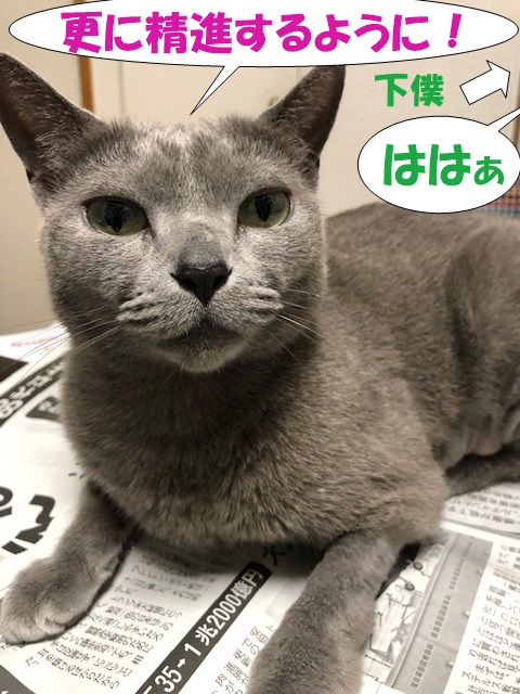 f:id:LoveRussianBlue:20190601170152j:plain