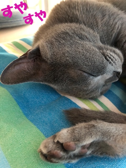 f:id:LoveRussianBlue:20190610225549j:plain