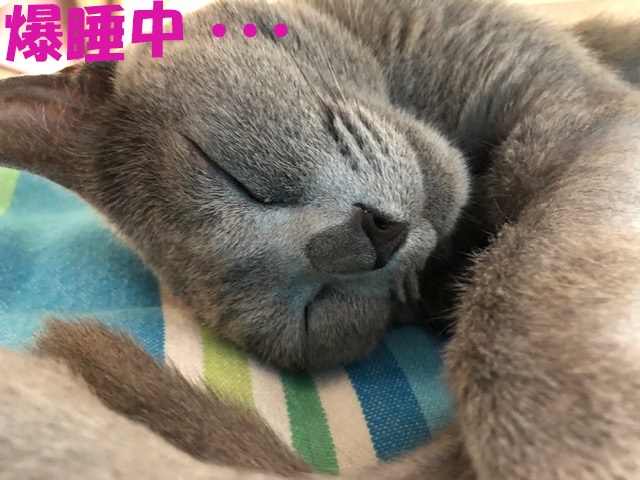 f:id:LoveRussianBlue:20190610230108j:plain