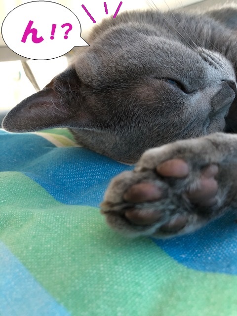 f:id:LoveRussianBlue:20190610230259j:plain