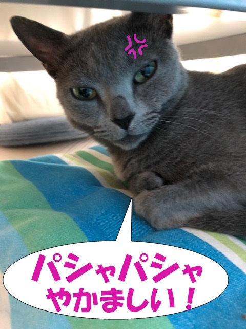 f:id:LoveRussianBlue:20190610230343j:plain