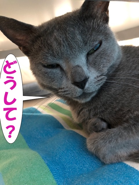f:id:LoveRussianBlue:20190610231047j:plain