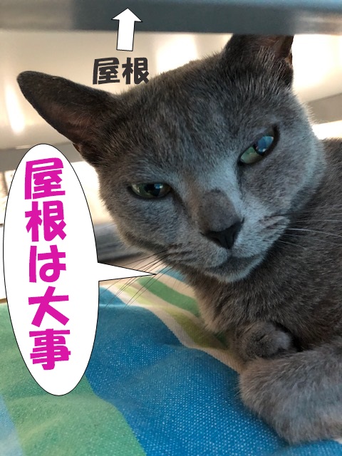 f:id:LoveRussianBlue:20190610231112j:plain