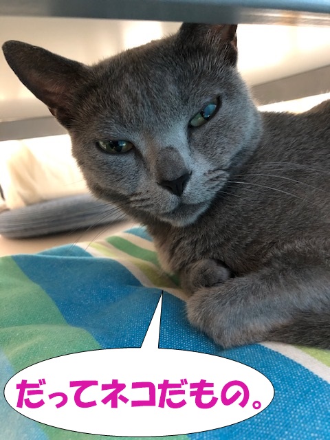 f:id:LoveRussianBlue:20190610231956j:plain
