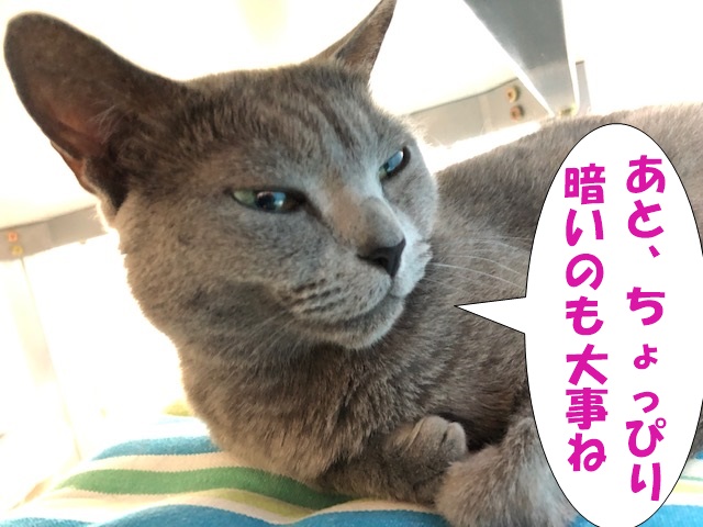 f:id:LoveRussianBlue:20190610232556j:plain