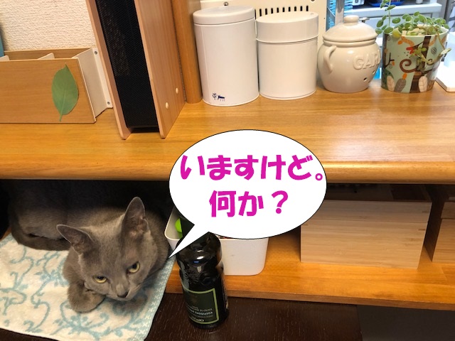 f:id:LoveRussianBlue:20190610234220j:plain