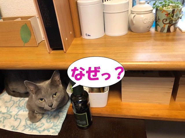 f:id:LoveRussianBlue:20190610234657j:plain