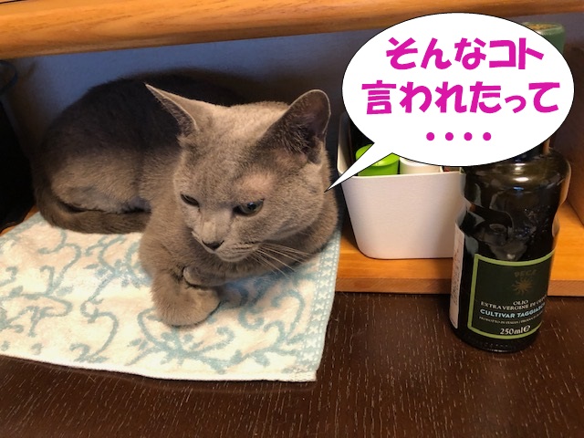 f:id:LoveRussianBlue:20190610234721j:plain