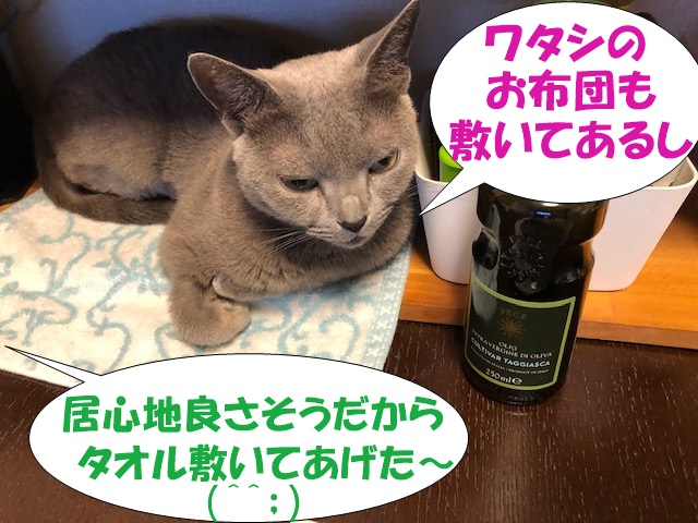 f:id:LoveRussianBlue:20190610234802j:plain