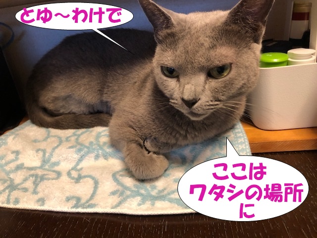 f:id:LoveRussianBlue:20190610234907j:plain
