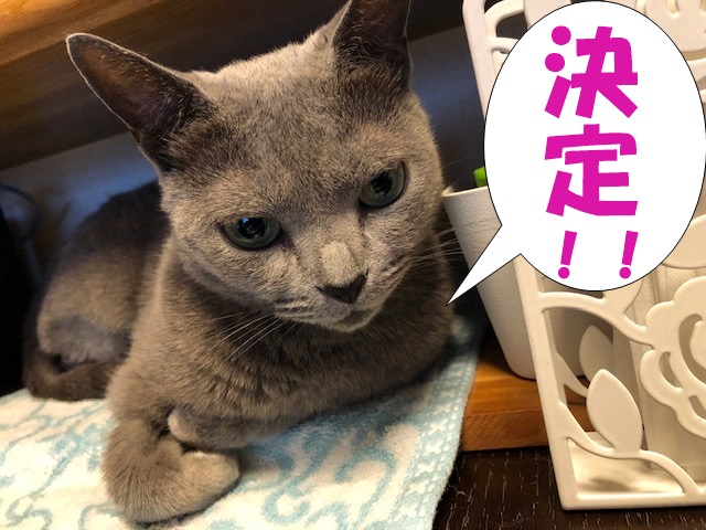 f:id:LoveRussianBlue:20190610234923j:plain