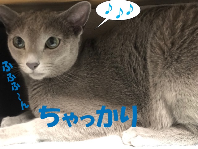 f:id:LoveRussianBlue:20190611001621j:plain