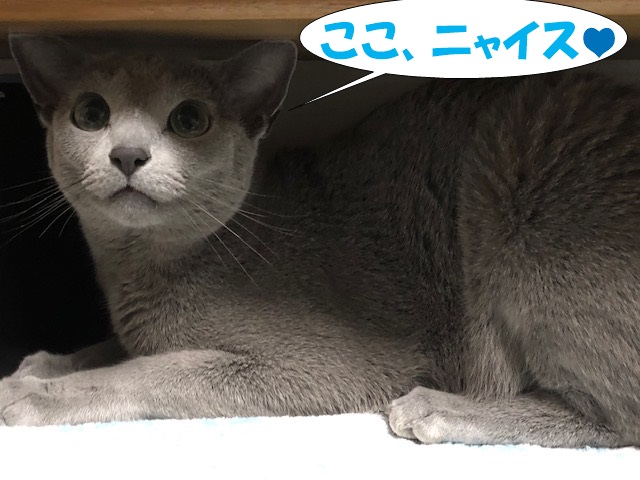 f:id:LoveRussianBlue:20190611002102j:plain