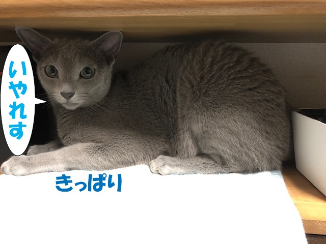 f:id:LoveRussianBlue:20190611002406j:plain